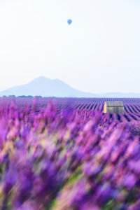 Lavender fields near Valensole in Southern France, Provence, France Lavender fields near Valensole in Southern France, Provence, France